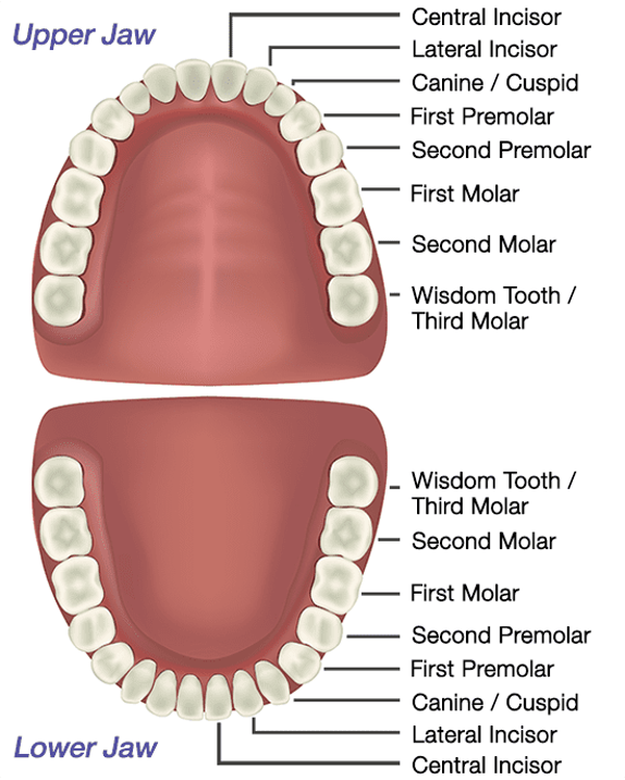Teeth Anatomy Designed for Specific Purposes